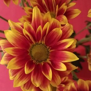 Meet your Posher, Cherri